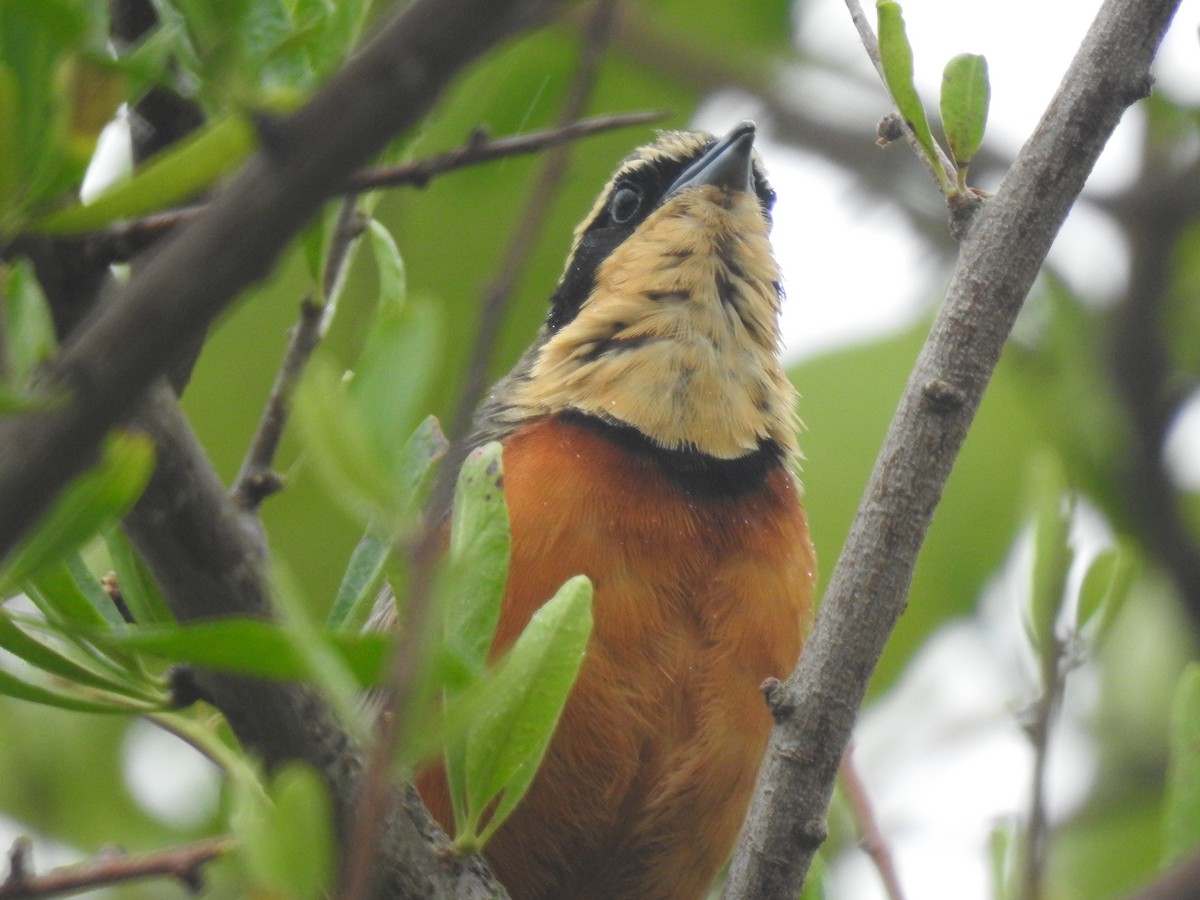 Оброзник південний - ML646231755