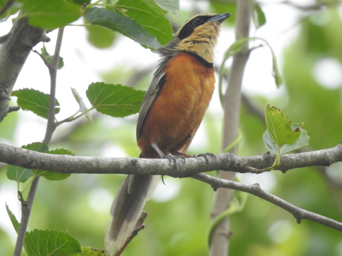 Оброзник південний - ML646231756