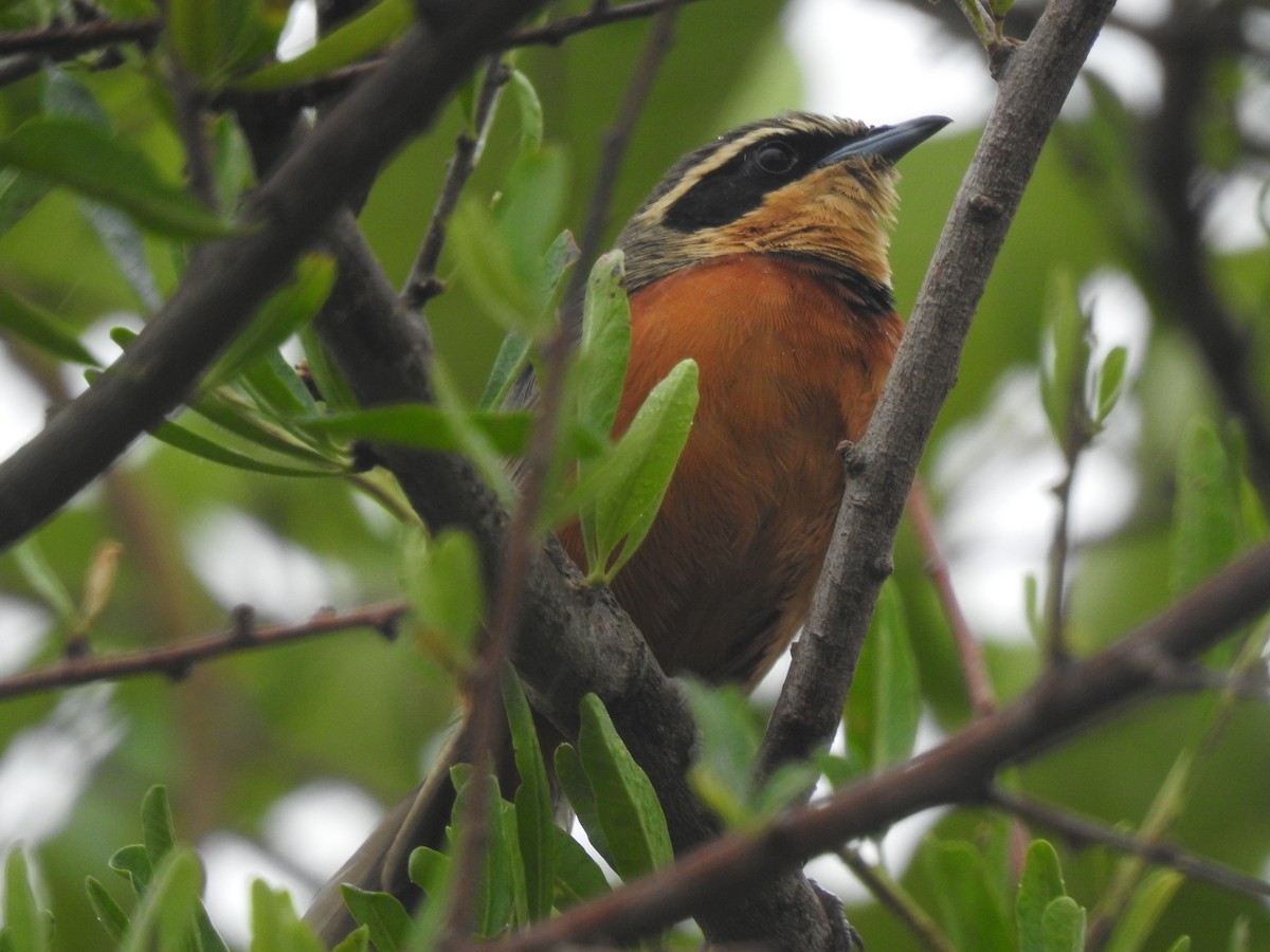 Оброзник південний - ML646231757