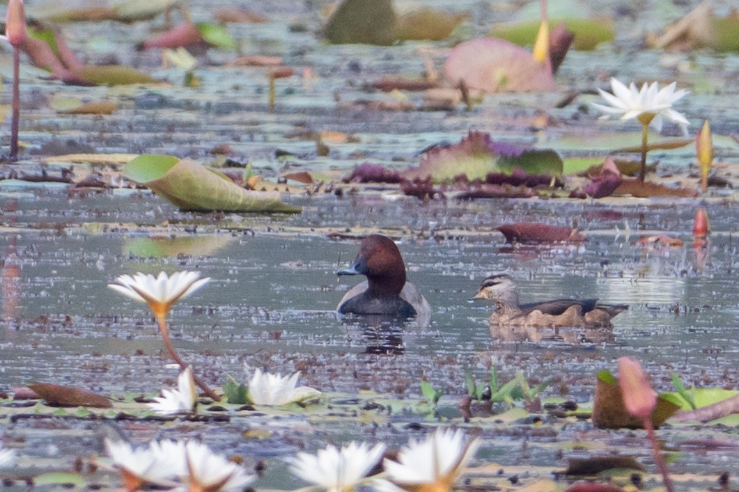 Попелюх звичайний - ML646231758