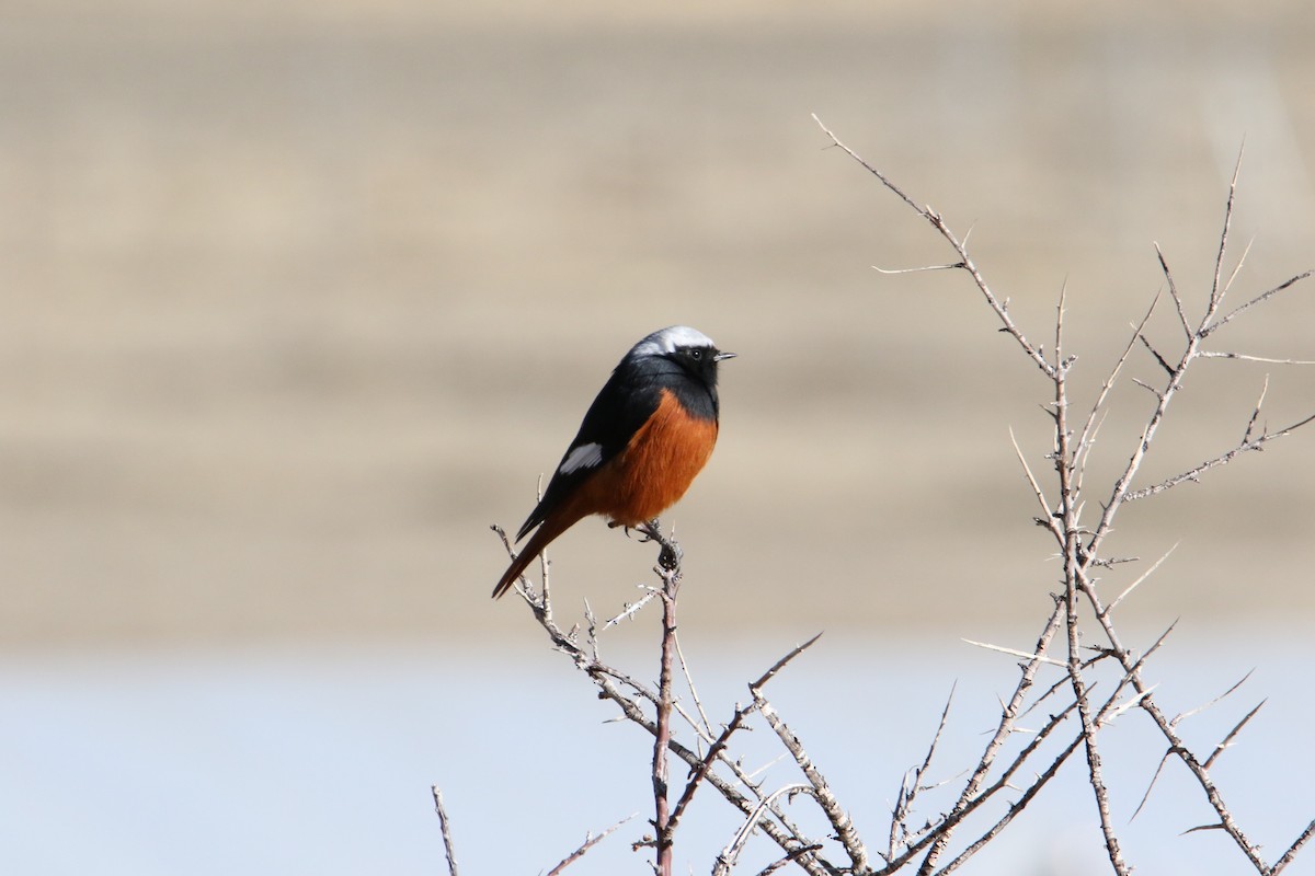 Горихвістка червоночерева - ML646231759