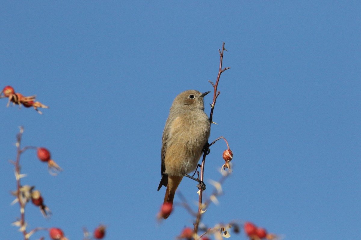 Riesenrotschwanz - ML646231760