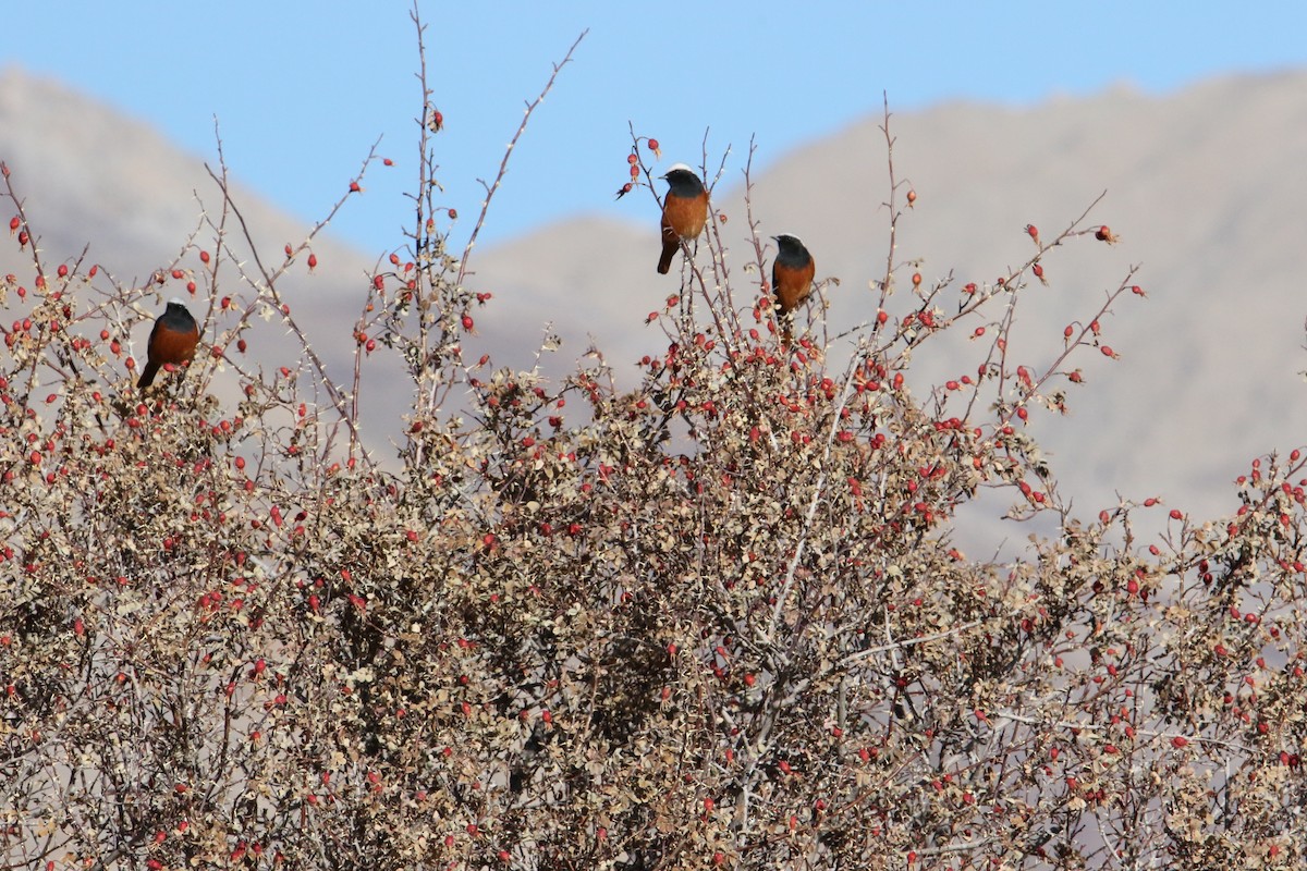 Riesenrotschwanz - ML646231761