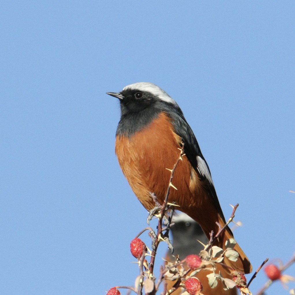 Горихвістка червоночерева - ML646231762
