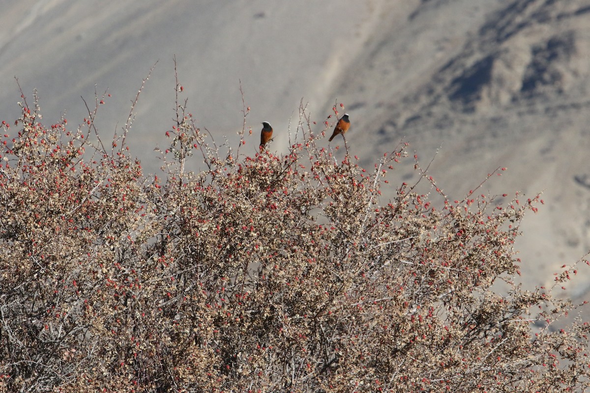 Riesenrotschwanz - ML646231763