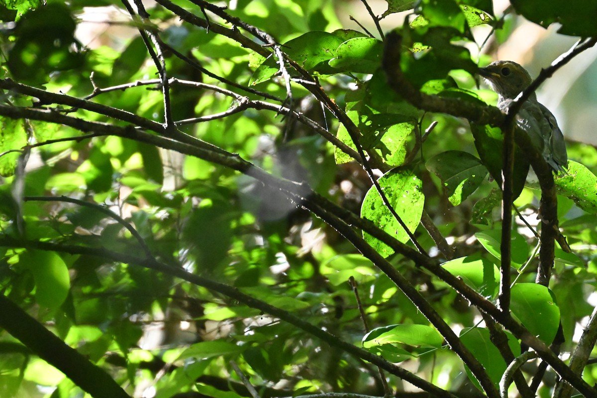 Green Catbird - ML646231765