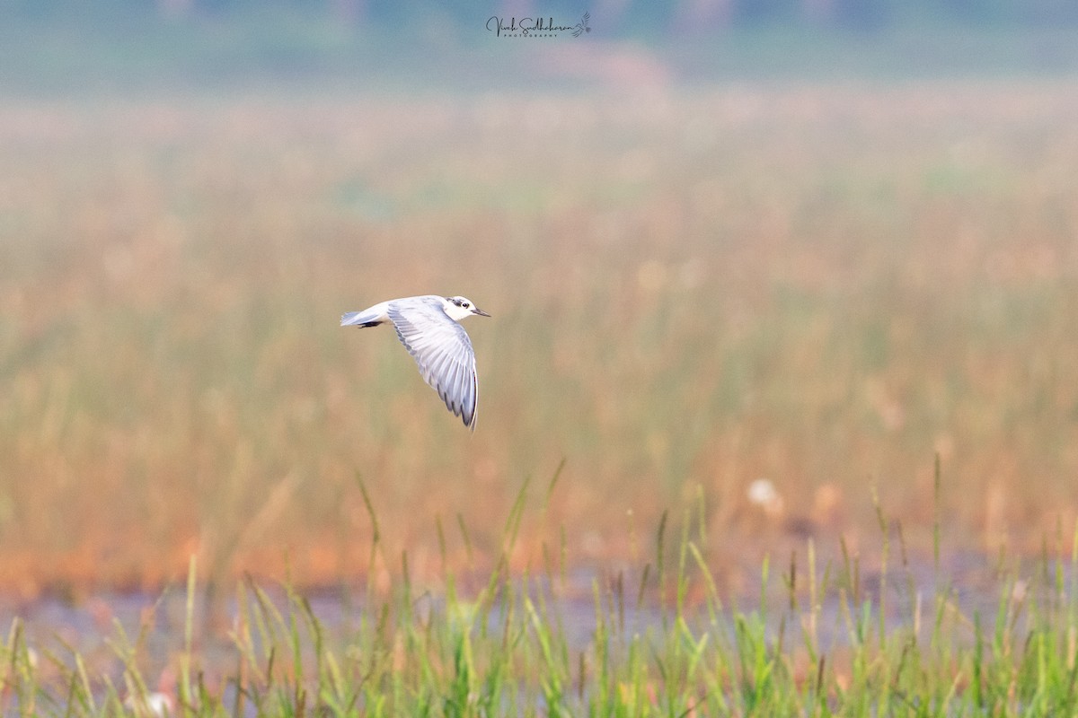 Mignattino piombato - ML646231778