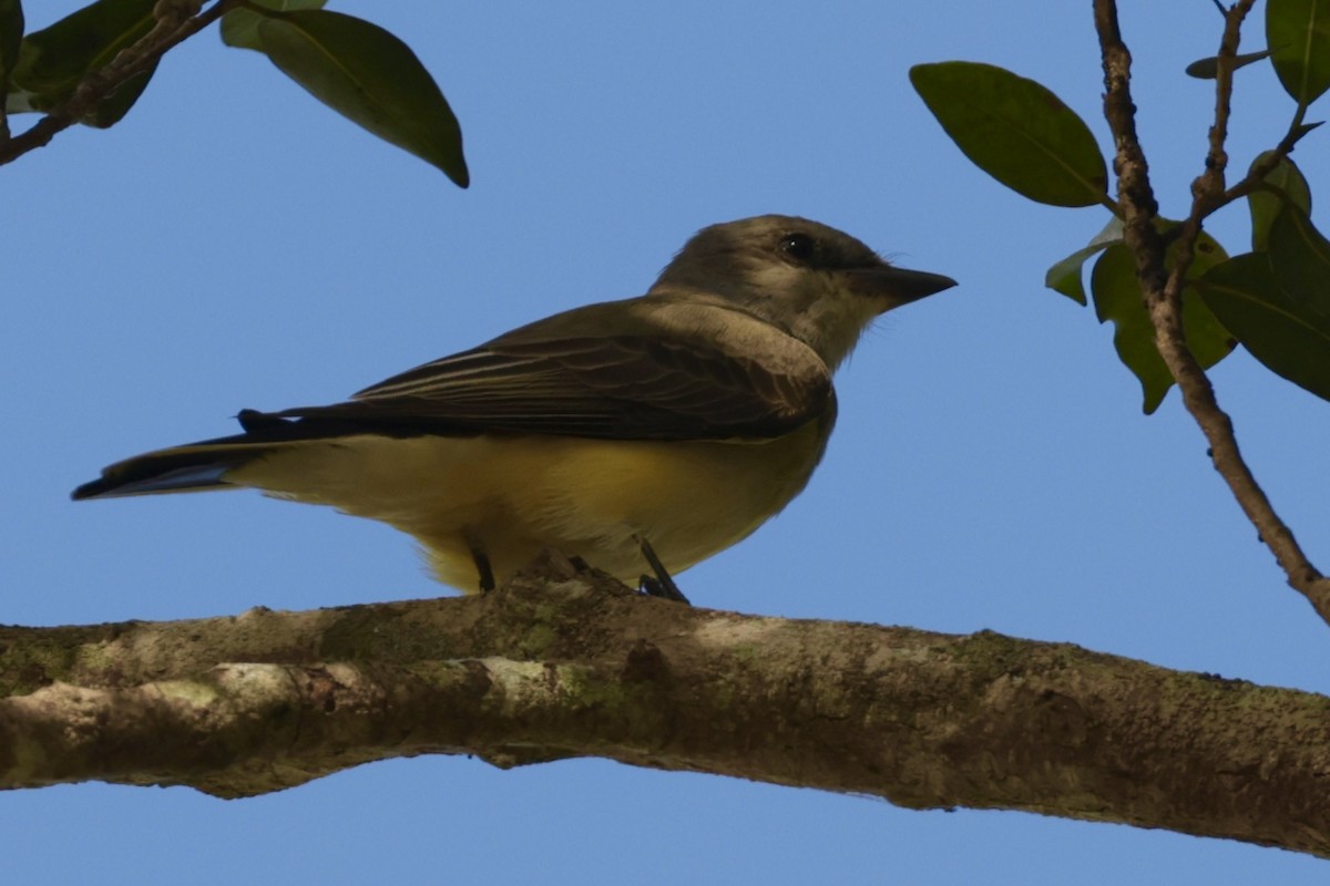 Tirano Occidental - ML646231779