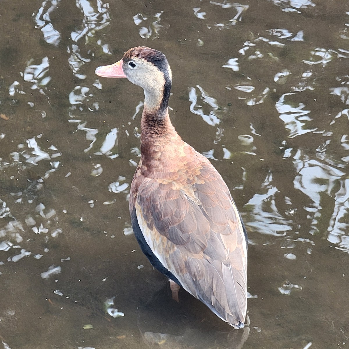 Black-bellied Whistling-Duck - ML646231780