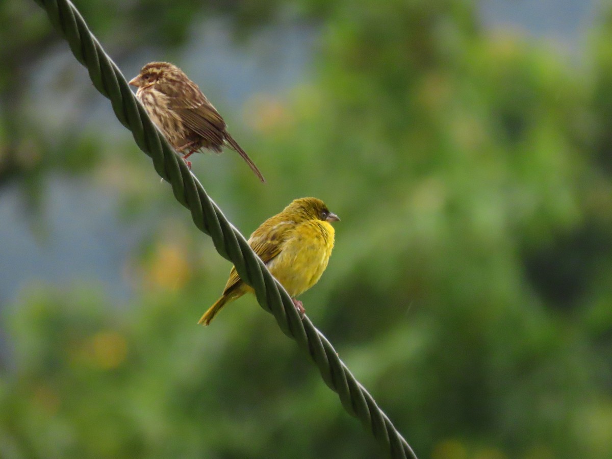 Tejedor Baglafecht - ML646231782