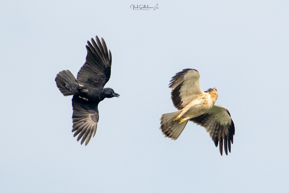 Aquila minore - ML646231783