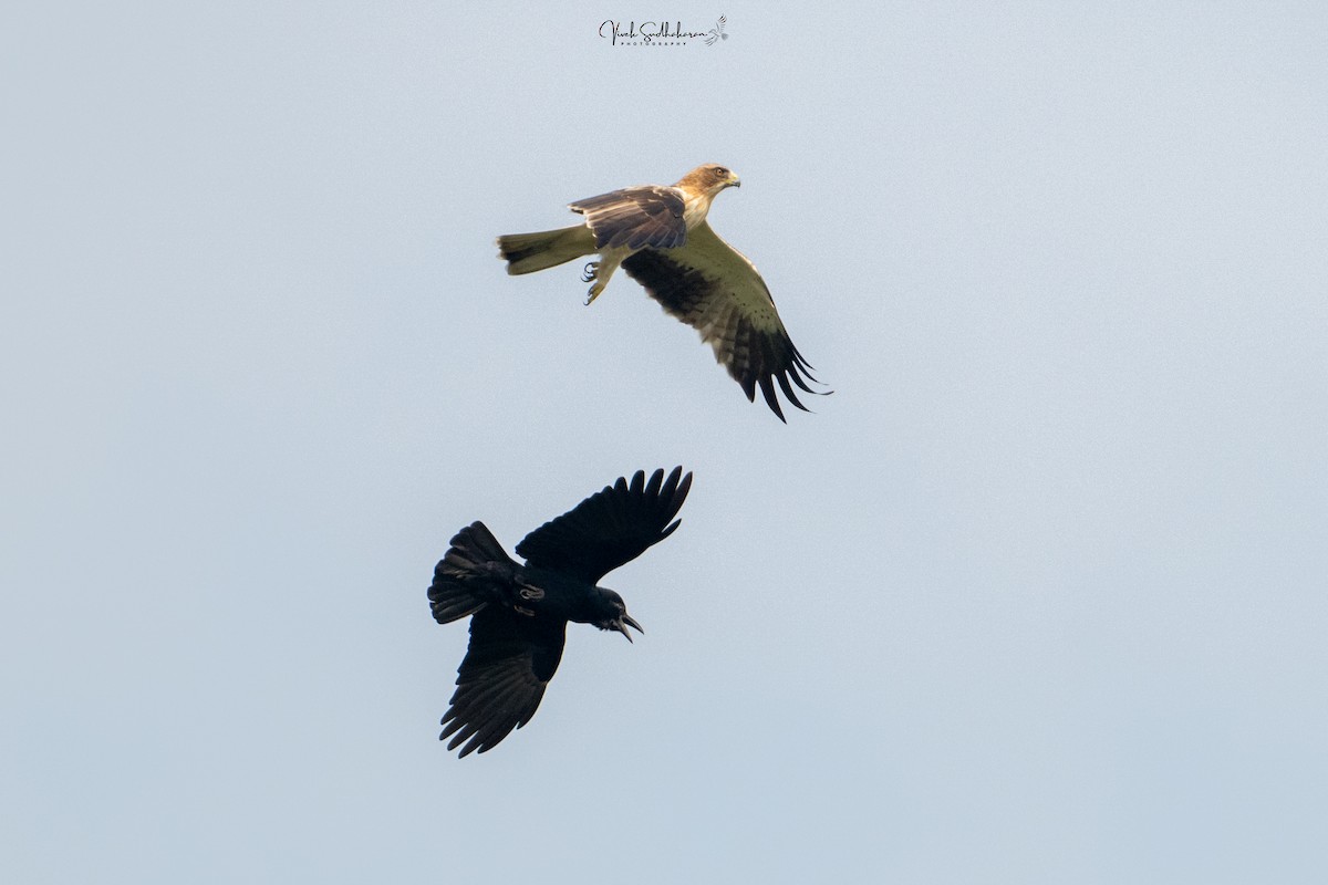 Aquila minore - ML646231785