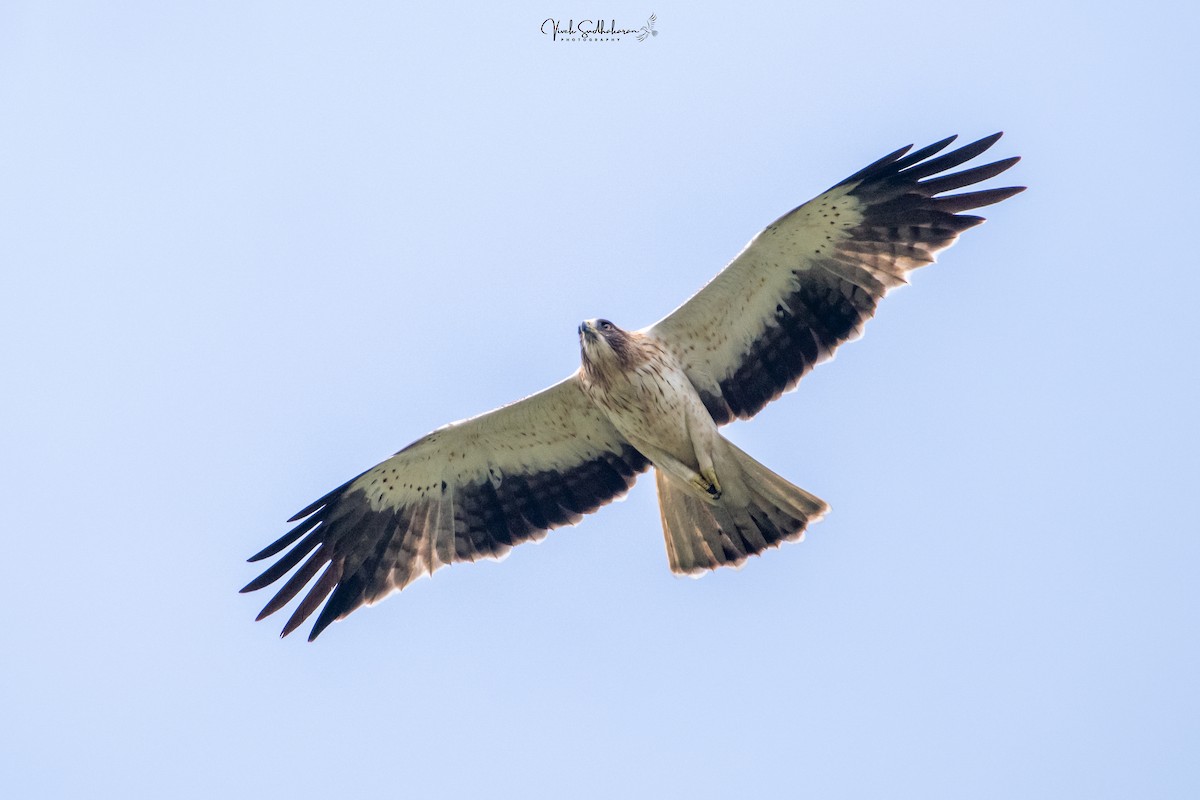 Aquila minore - ML646231787