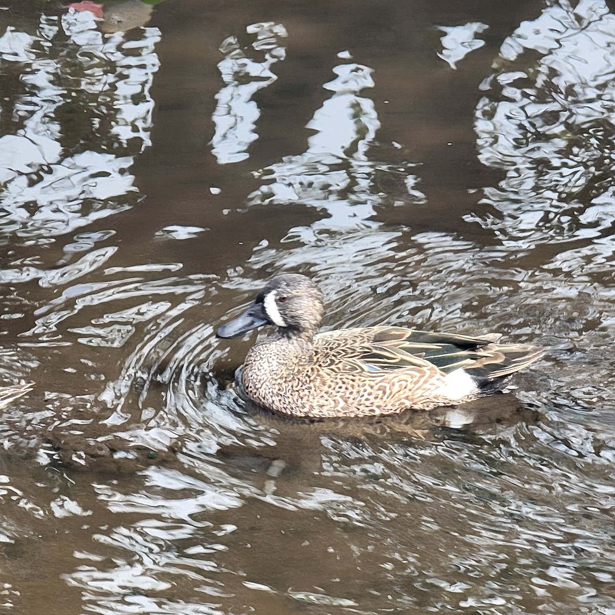 Blue-winged Teal - ML646231788