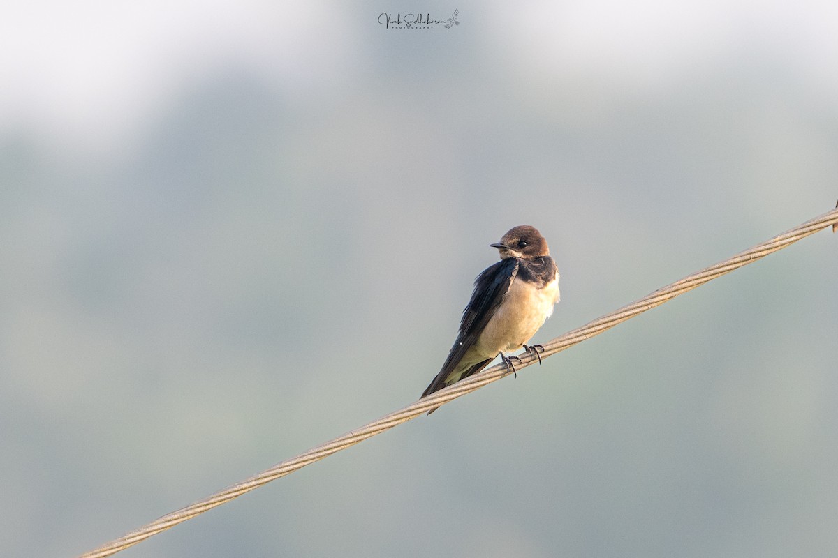 Rondine - ML646231796