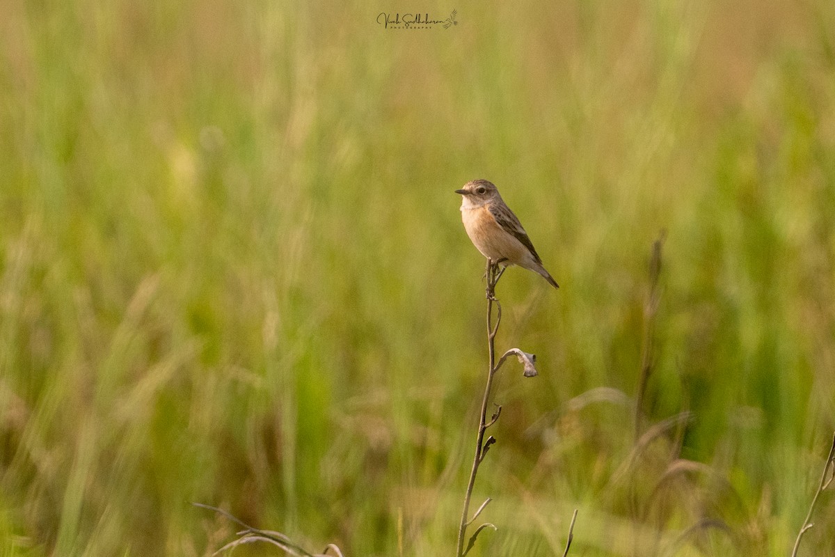 Siberian Stonechat - ML646231797