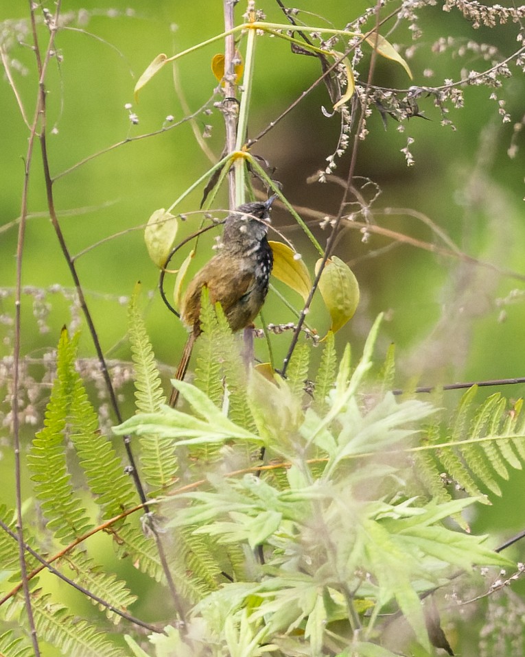 Black-throated Prinia - ML646231801