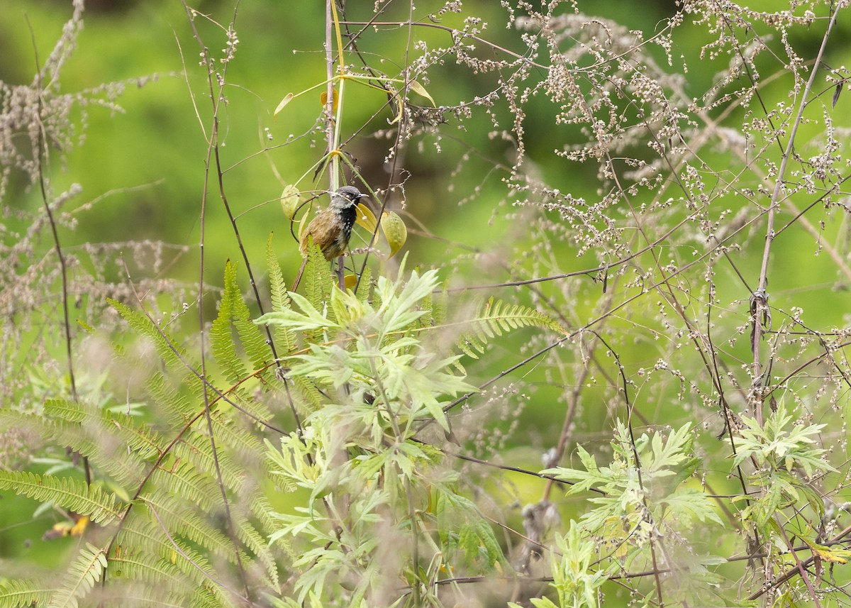 Black-throated Prinia - ML646231802