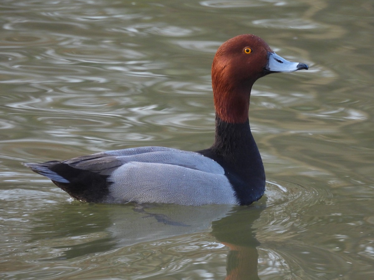 Redhead - ML646231803