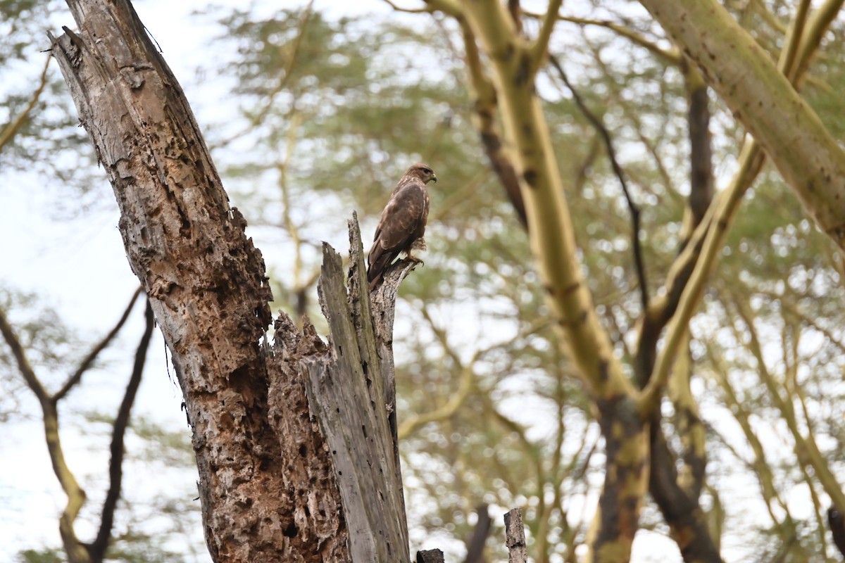 Common Buzzard (Steppe) - ML646231804