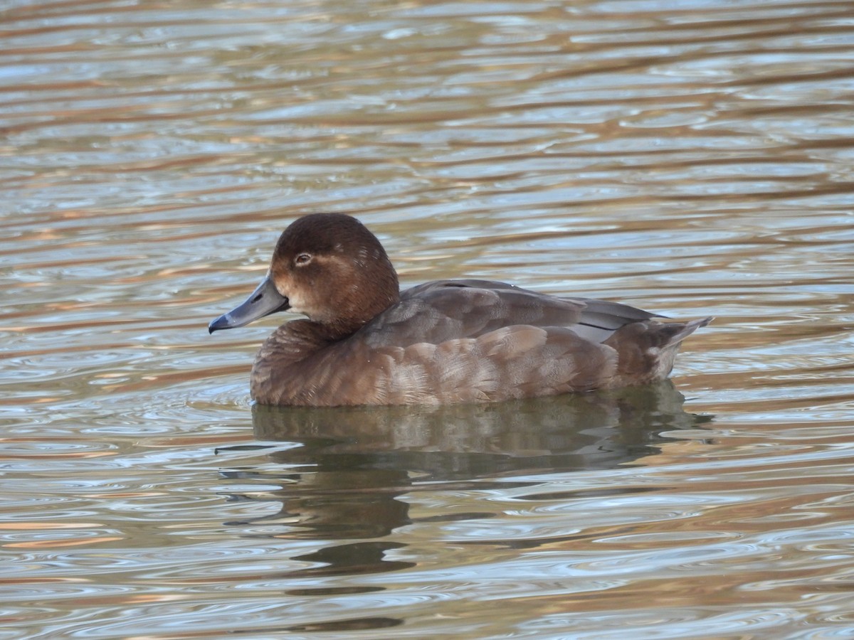 Redhead - ML646231806