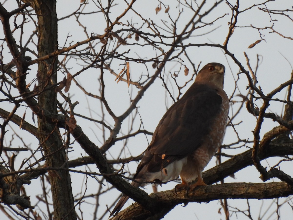 Cooper's Hawk - ML646231807