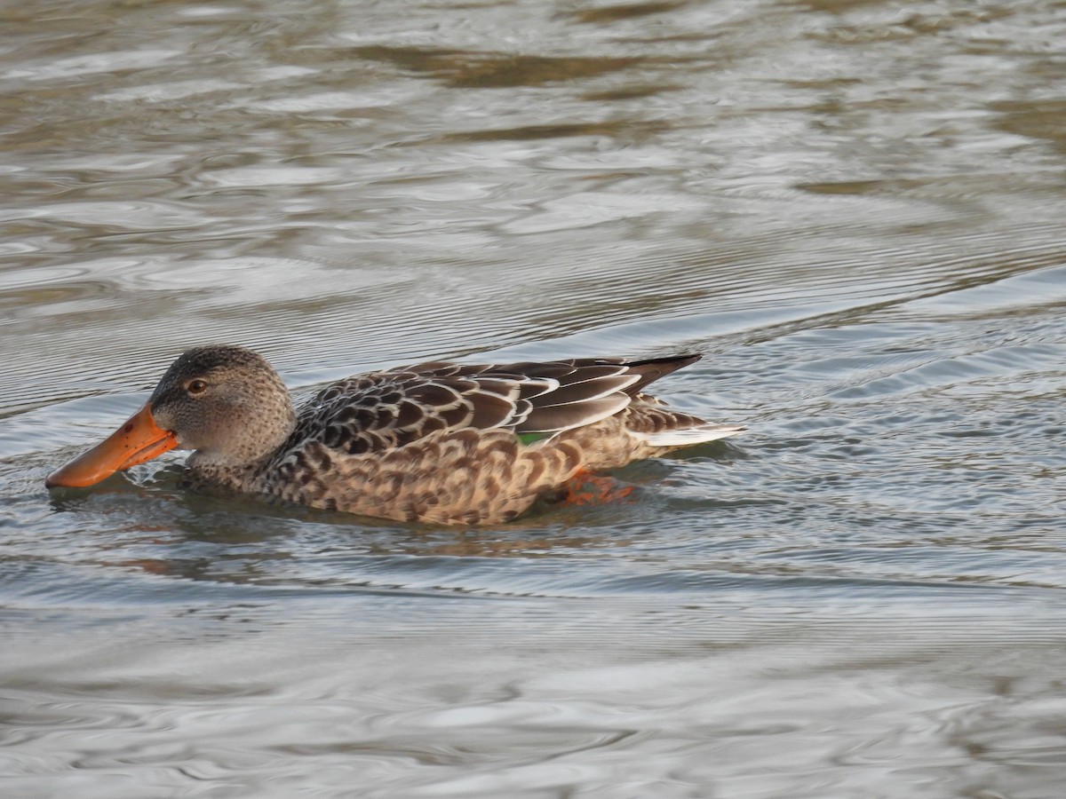 Northern Shoveler - ML646231813