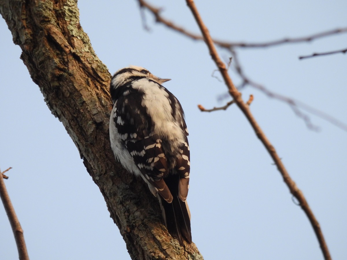 Downy Woodpecker - ML646231815