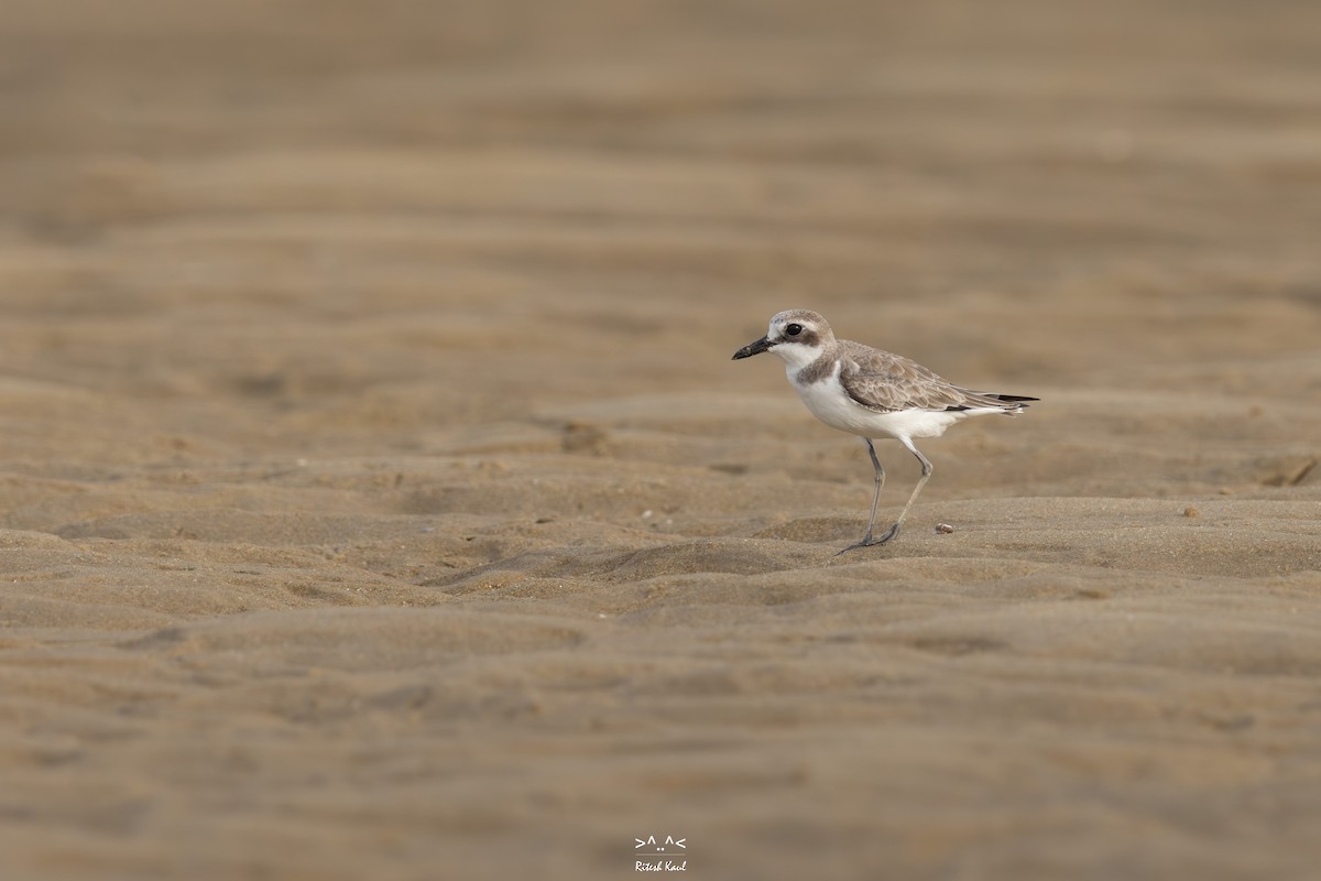 Greater Sand-Plover - ML646231818