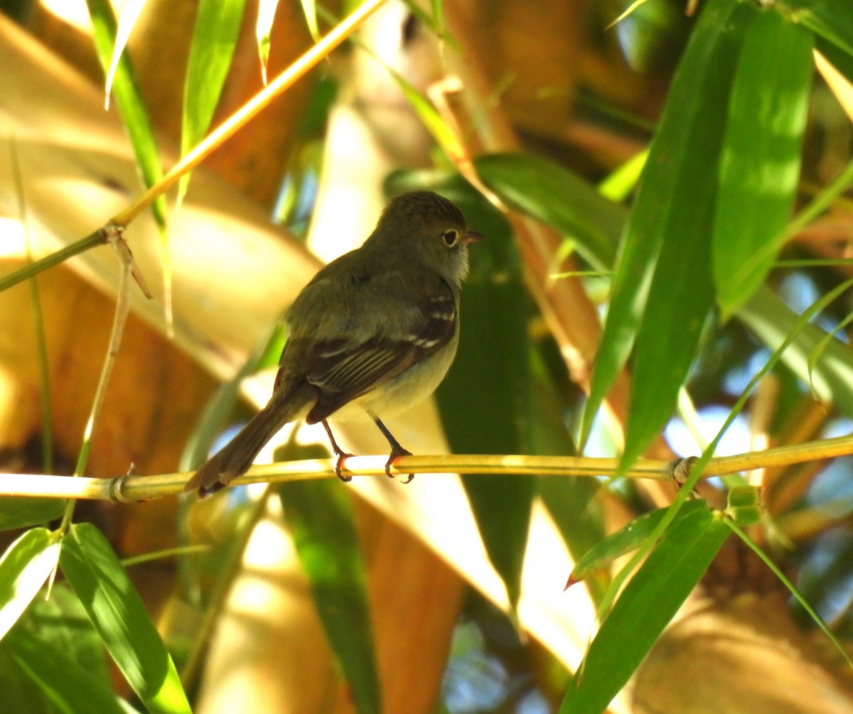 Small-billed Elaenia - ML646231820