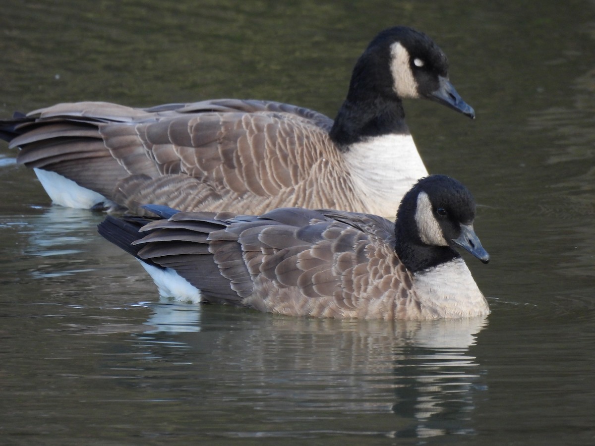 Canada Goose - ML646231821