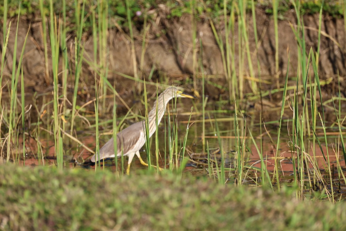 Garcilla China - ML646231823