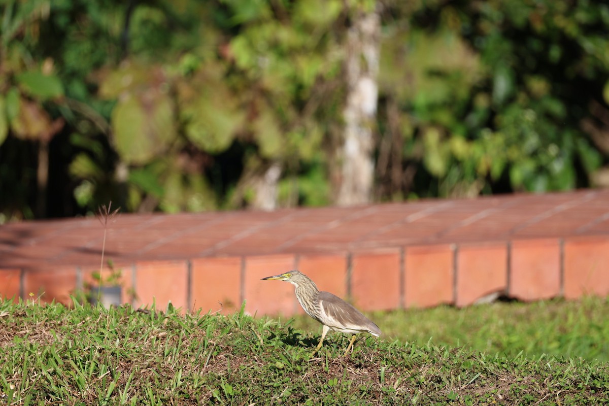 Garcilla China - ML646231824