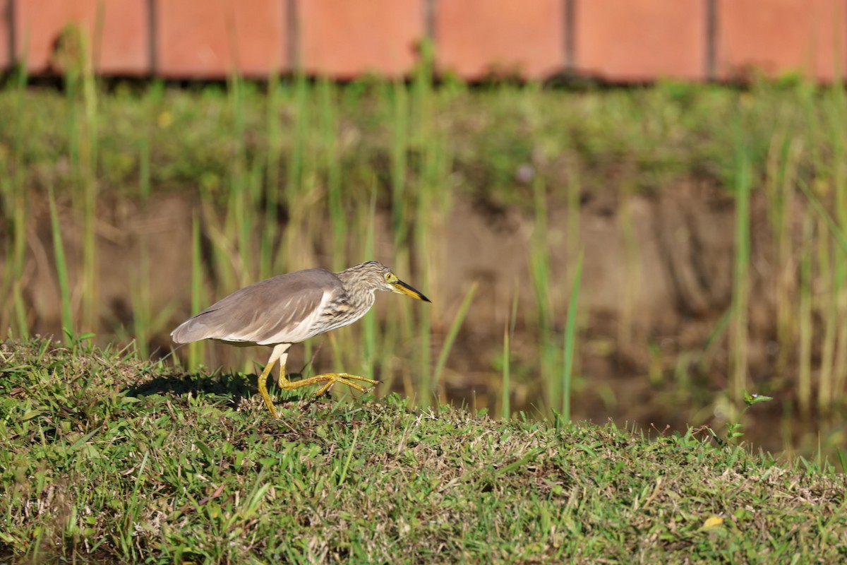 Garcilla China - ML646231825