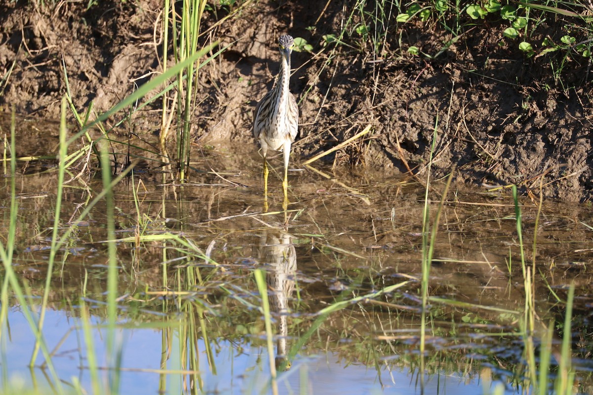 Garcilla China - ML646231826