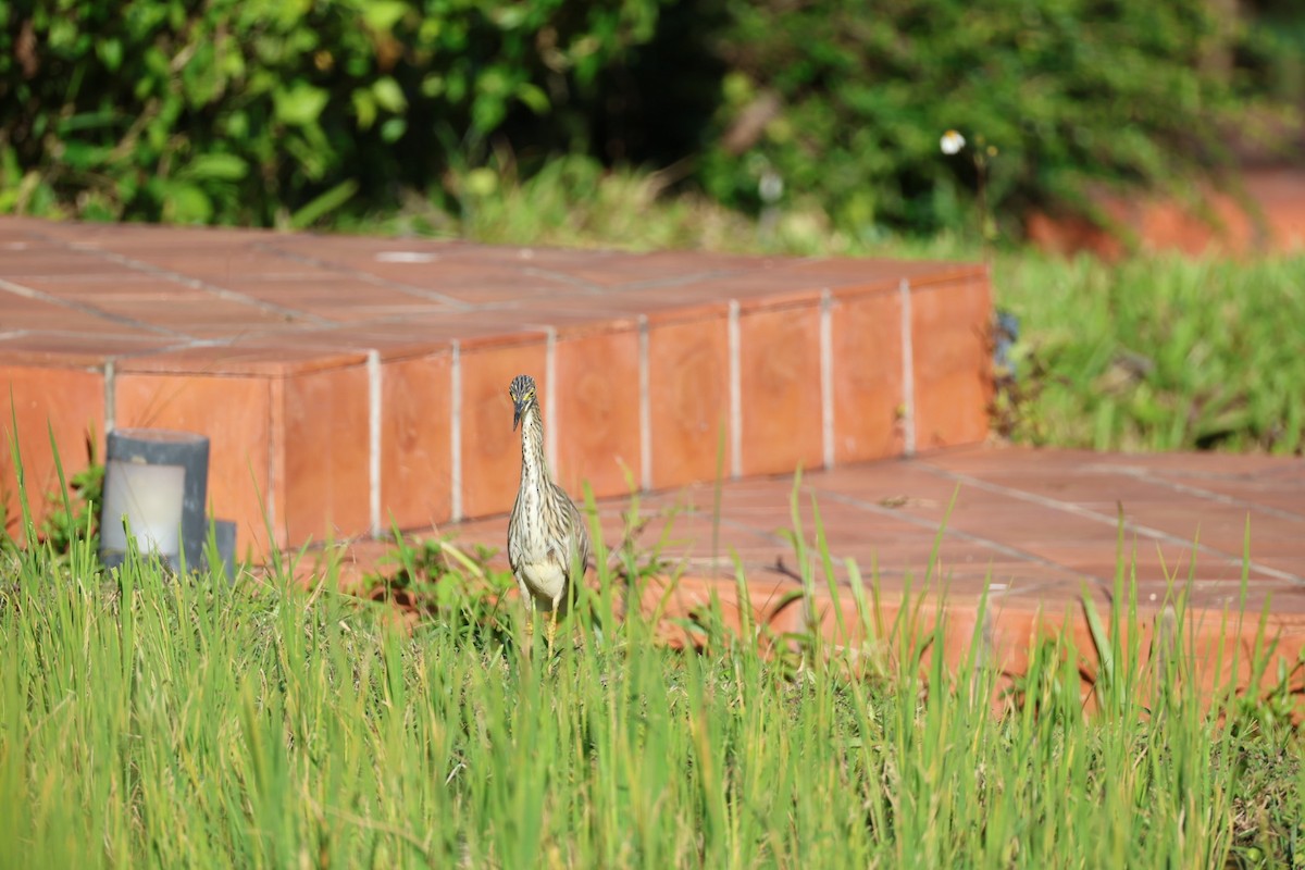 Garcilla China - ML646231827