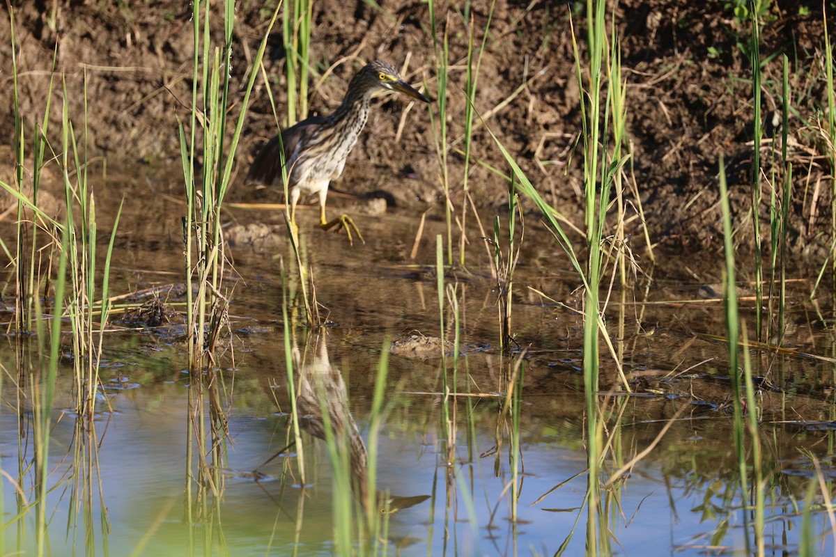 Garcilla China - ML646231828