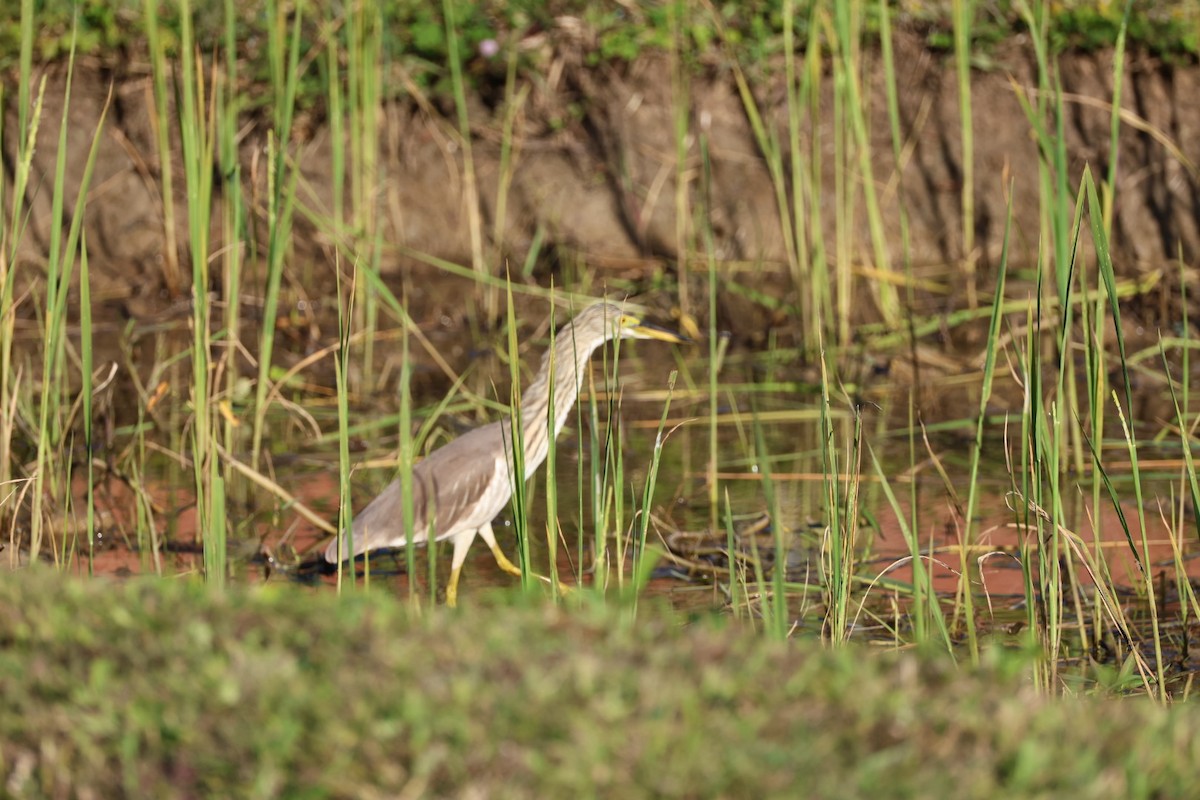 Garcilla China - ML646231829