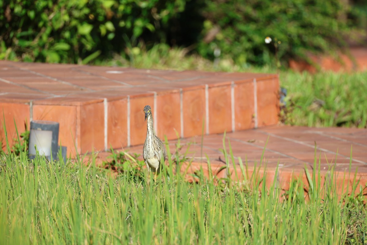 Garcilla China - ML646231830