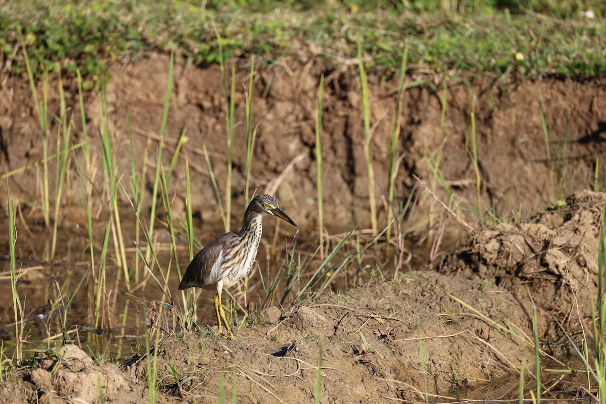 Garcilla China - ML646231831