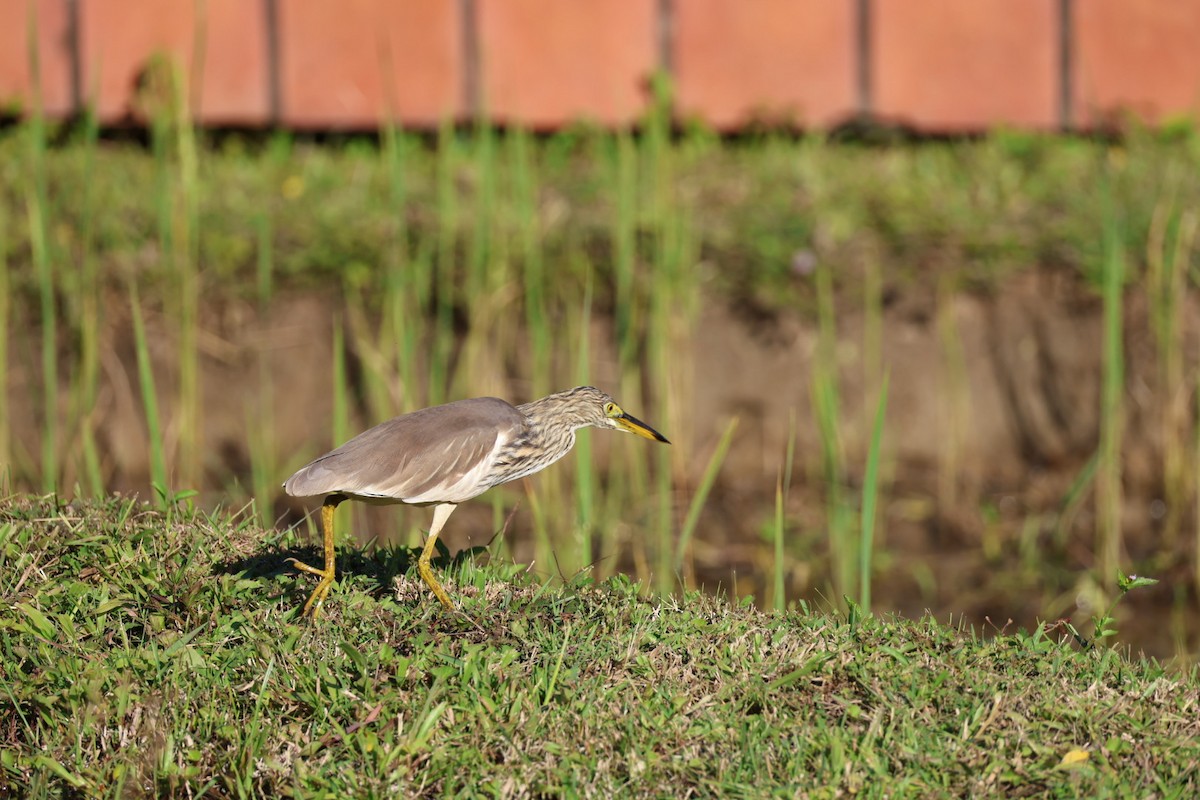 Garcilla China - ML646231832