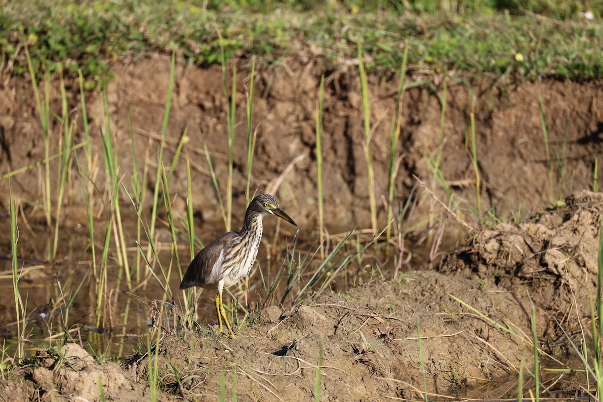 Garcilla China - ML646231833
