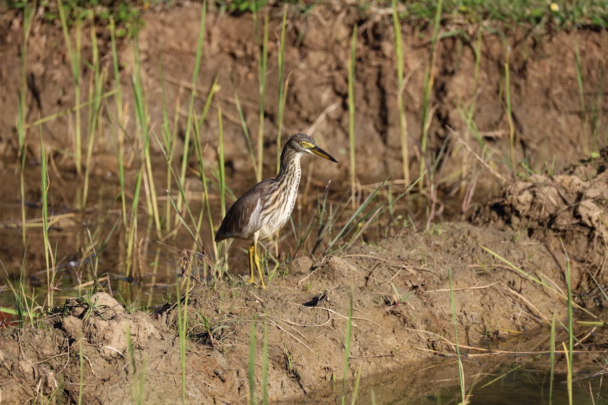 Garcilla China - ML646231834
