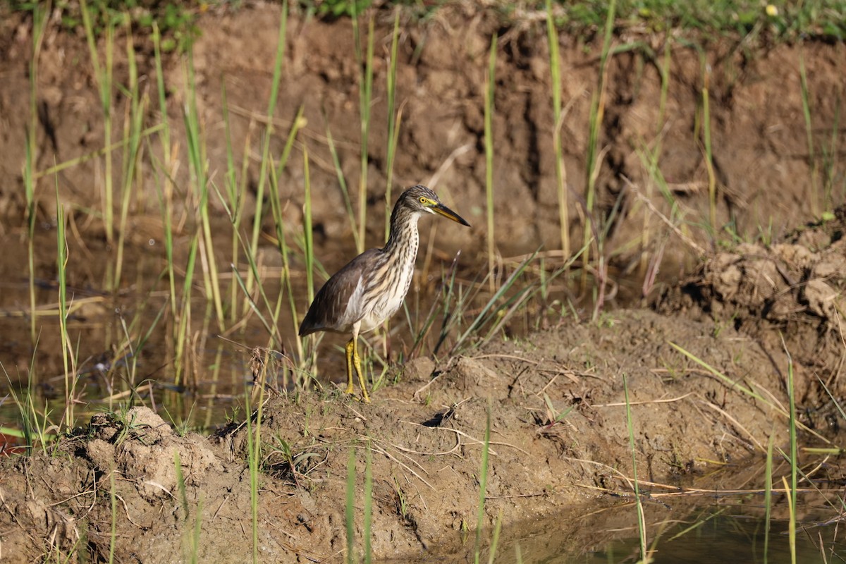 Garcilla China - ML646231835