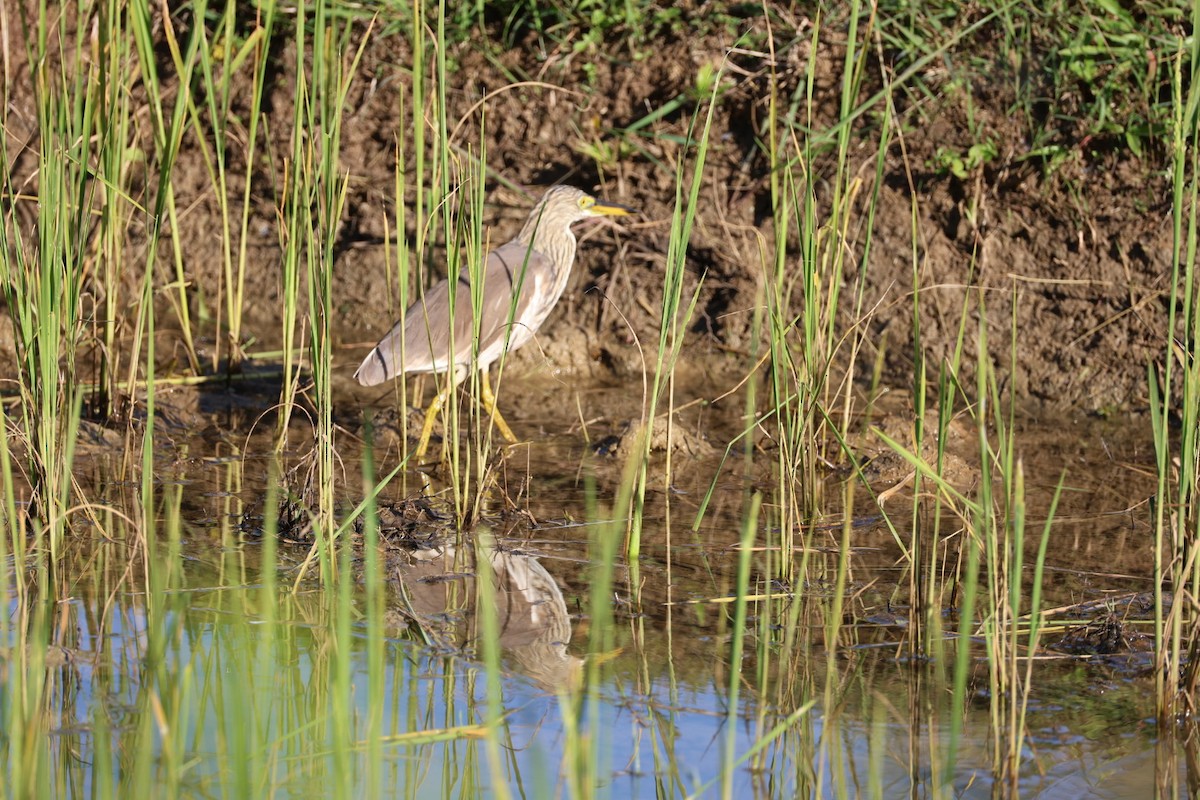 Garcilla China - ML646231836