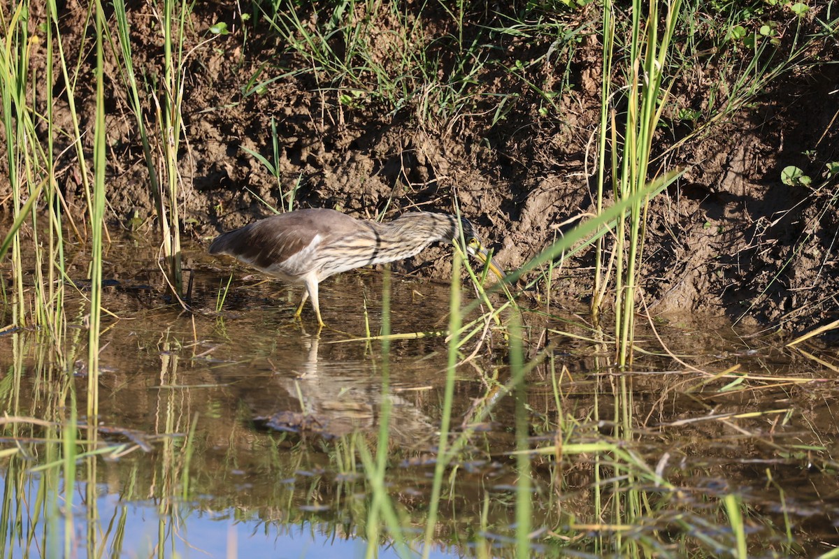Garcilla China - ML646231838