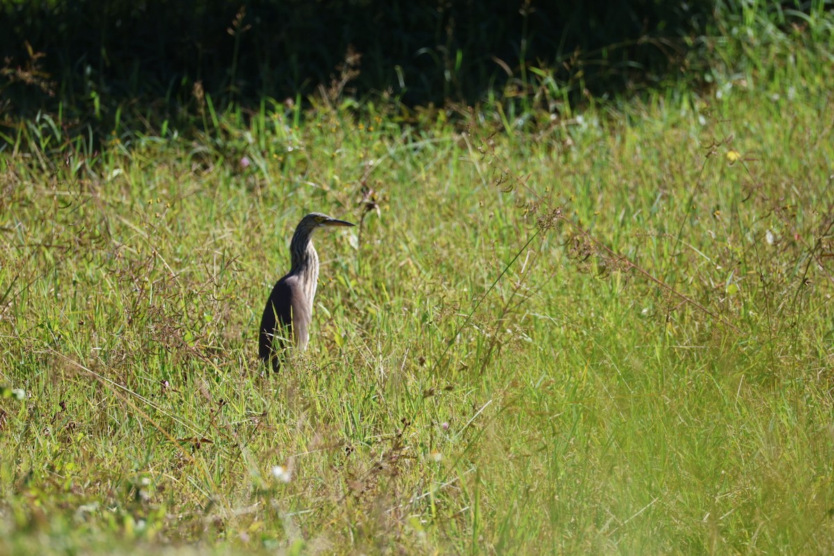 Garcilla China - ML646231839
