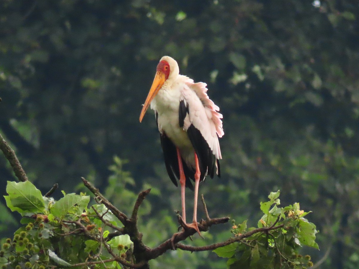 Tántalo Africano - ML646231841