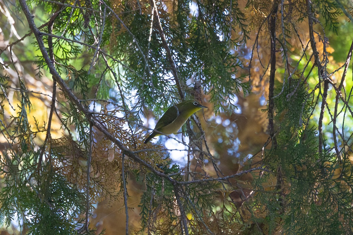 Anteojitos Japonés - ML646231842