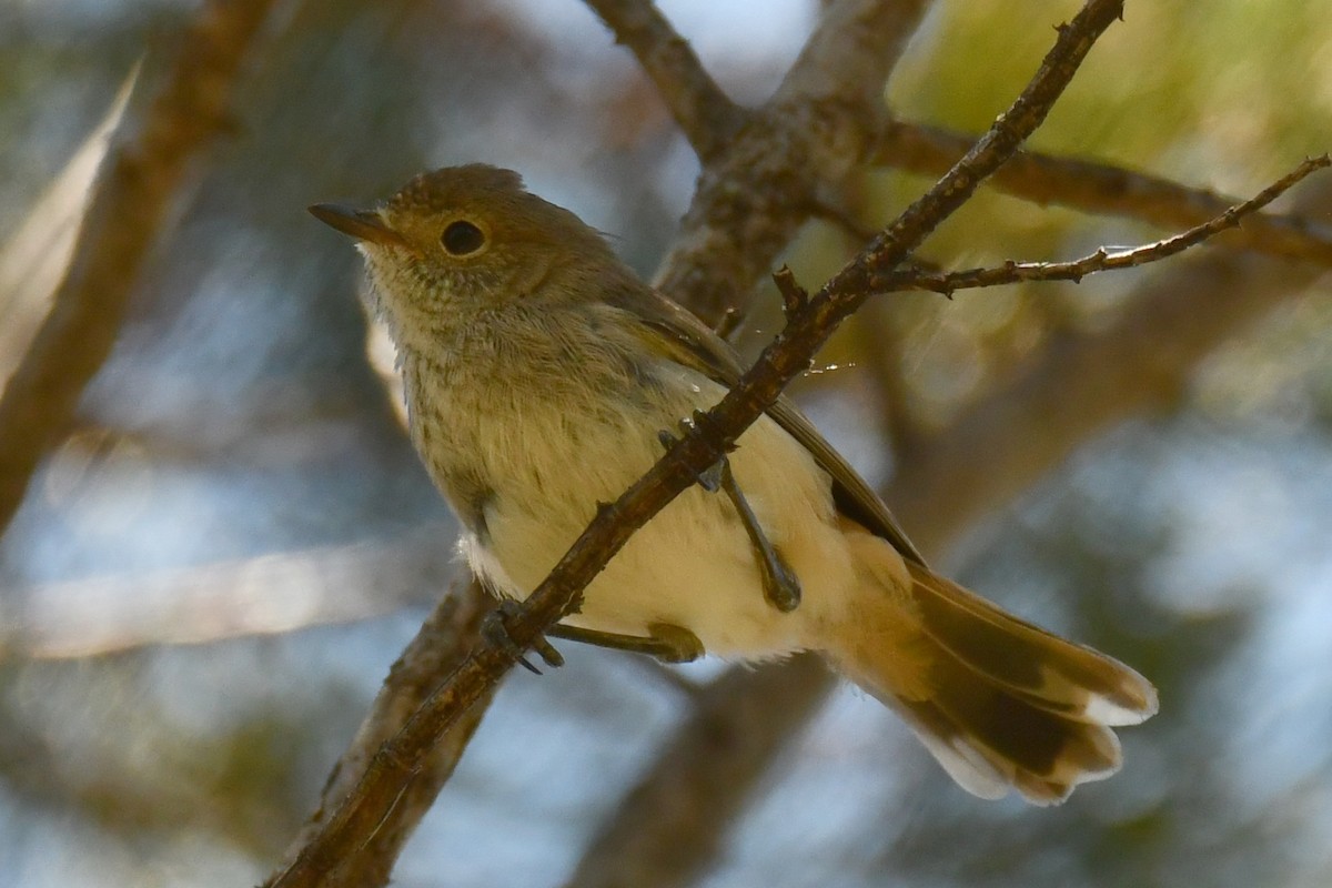 Acantiza Parda - ML646231844